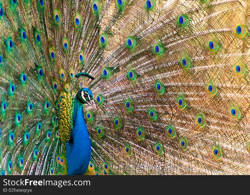 A peacock with tail extended