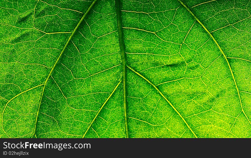 The leaf close up. Abstract background.