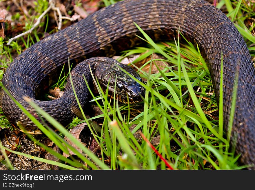 Nerodia sipedon, The Northern Water Snake, In Situ