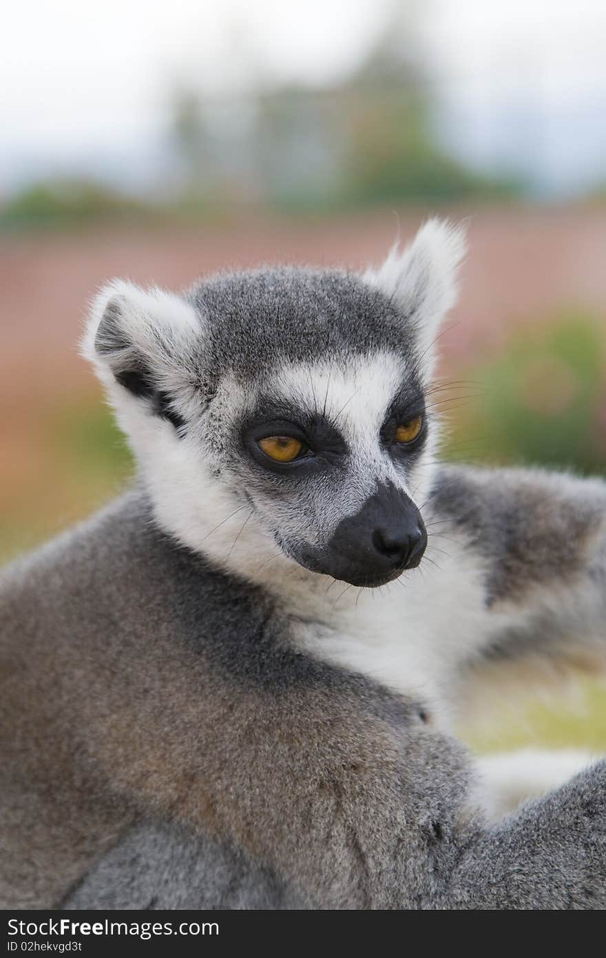 Ring-tailed Lemur (Lemur Catta) Portrait