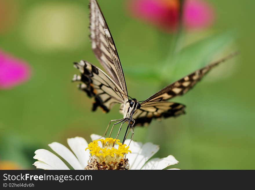 a beautiful butterfly on the flower. a beautiful butterfly on the flower