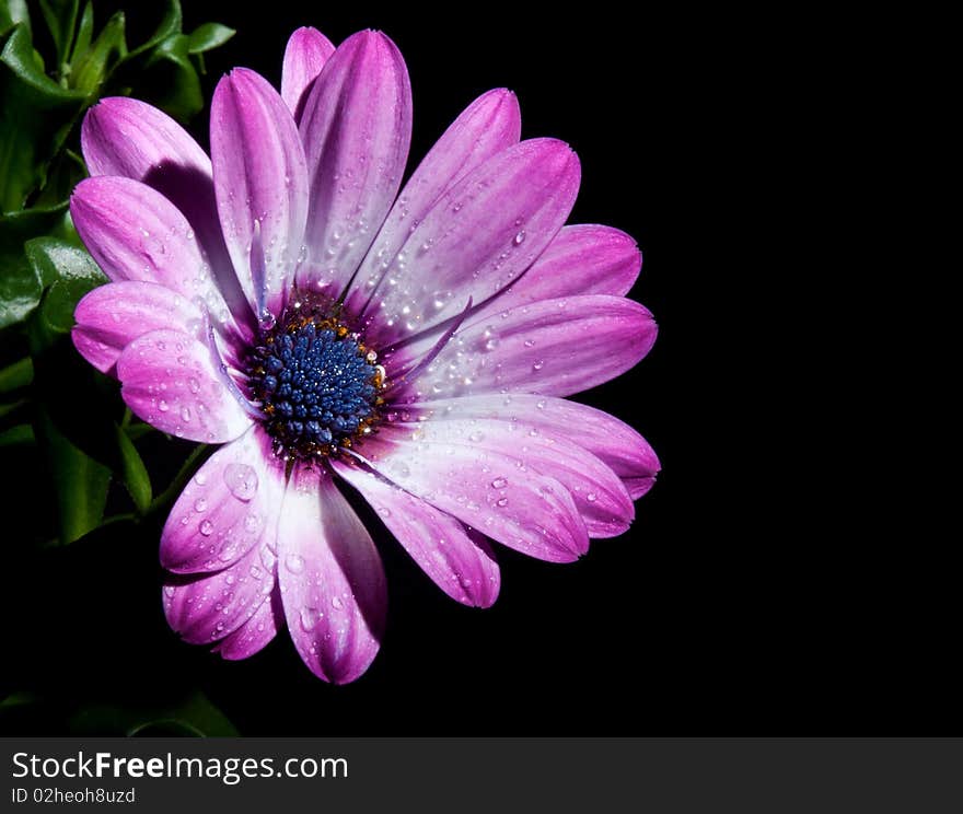 Spanish Marguerite