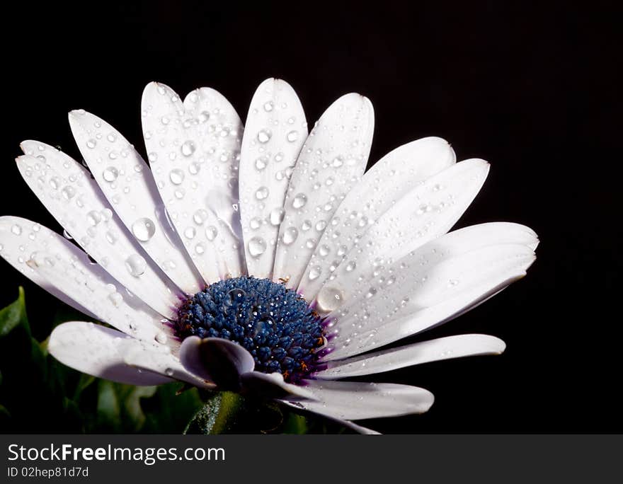 White Spanish Marguerite