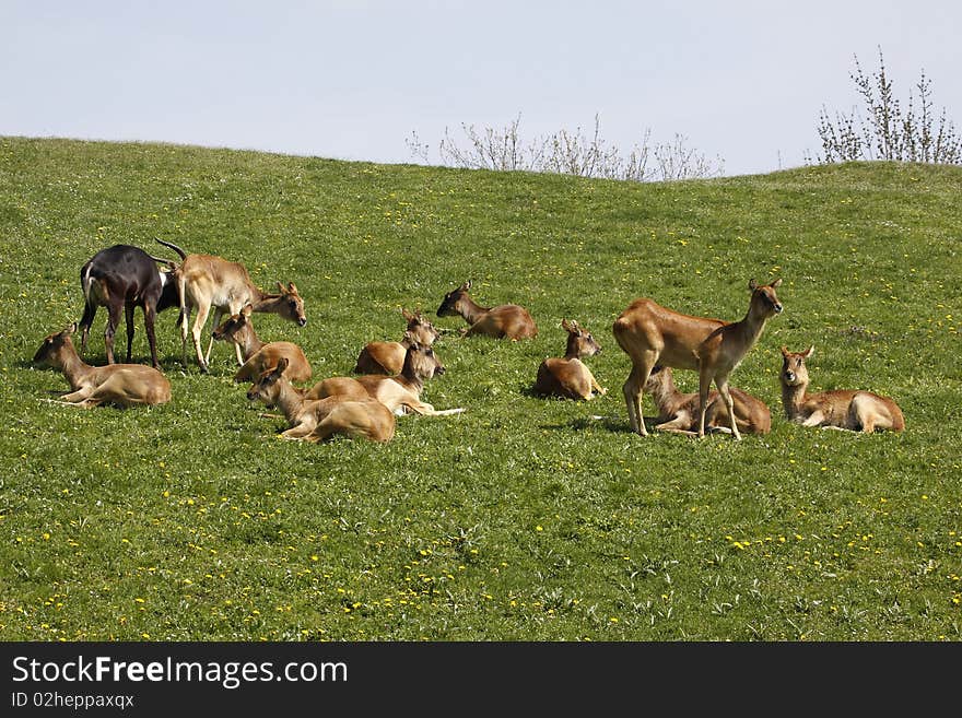 Herd of nile lechwes