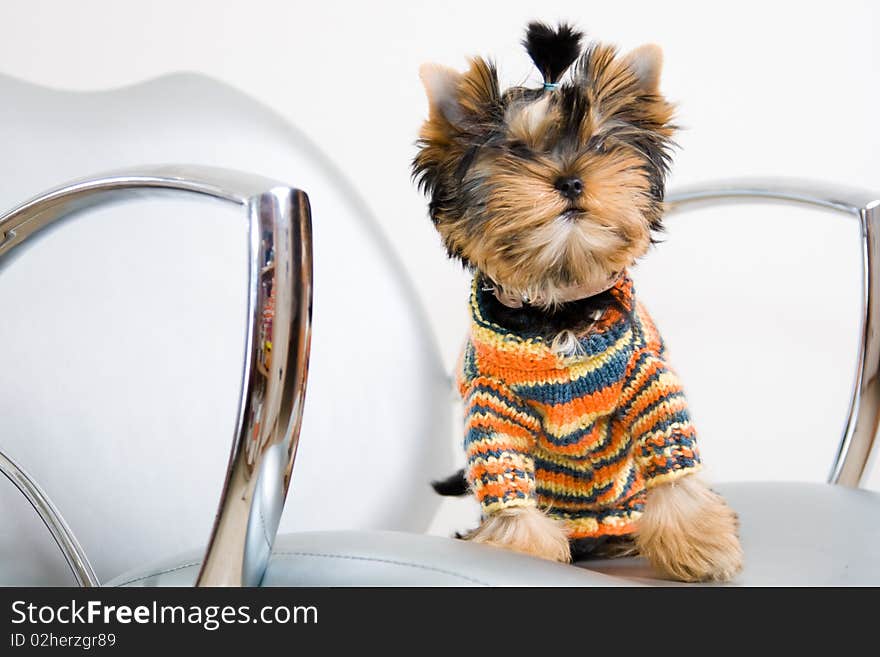 The small house doggie sits on an armchair in a beauty salon. The small house doggie sits on an armchair in a beauty salon