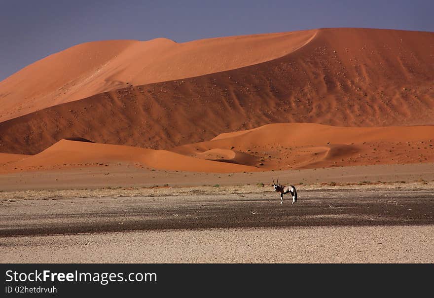 An elk under a red dune in Namibia, Africa