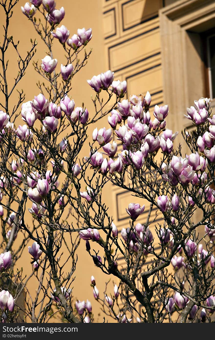 Magnolia blossom, tree in nature