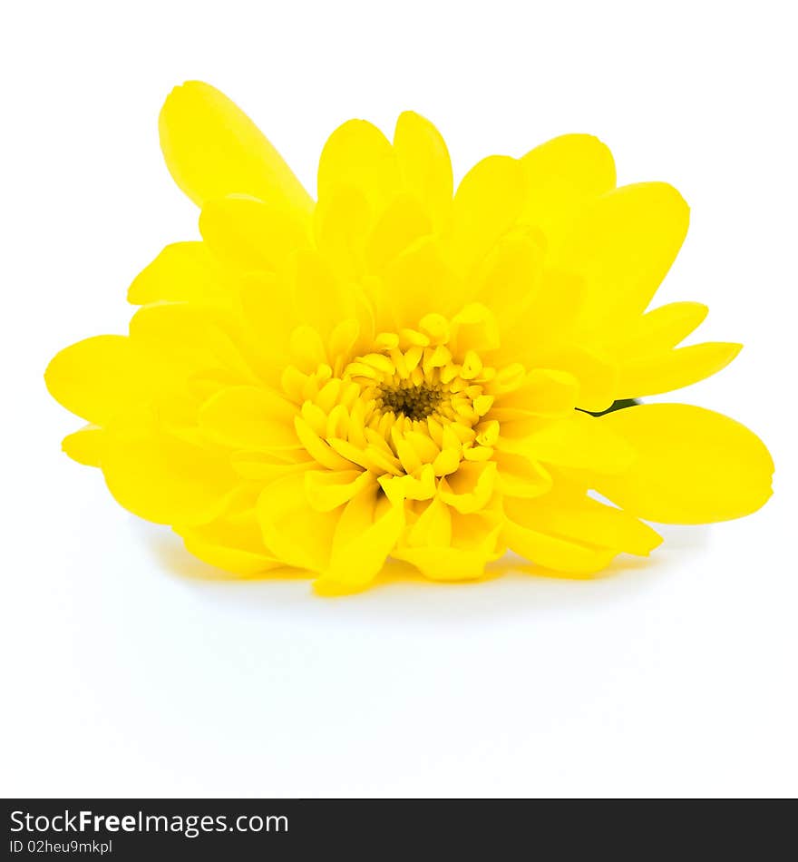 Yellow camomile on a white background