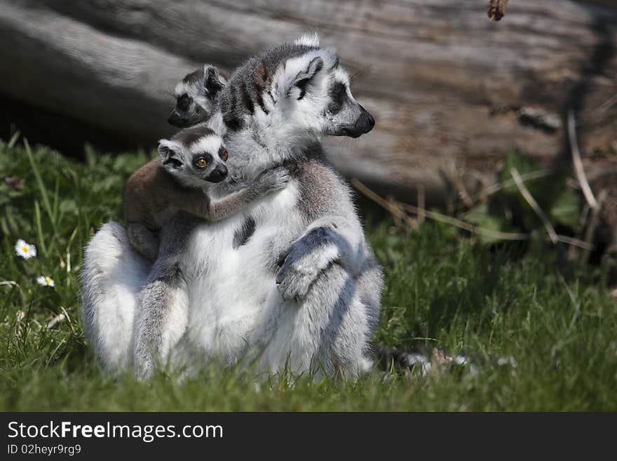 Ring-tailed lemur with two juveniles on her neck. The Ring-tailed Lemur (Lemur catta) is a large strepsirrhine primate and the most recognized lemur due to its long, black and white ringed tail.