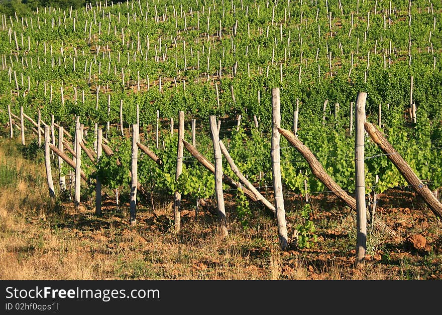 Vines in the spring