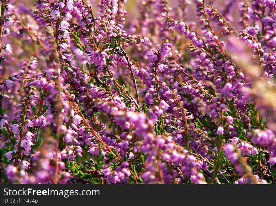 Mountain meadow covered with clusters of flowers