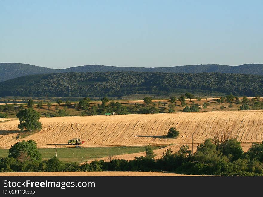 Combine harvesters of wheat harvested in summer. Combine harvesters of wheat harvested in summer