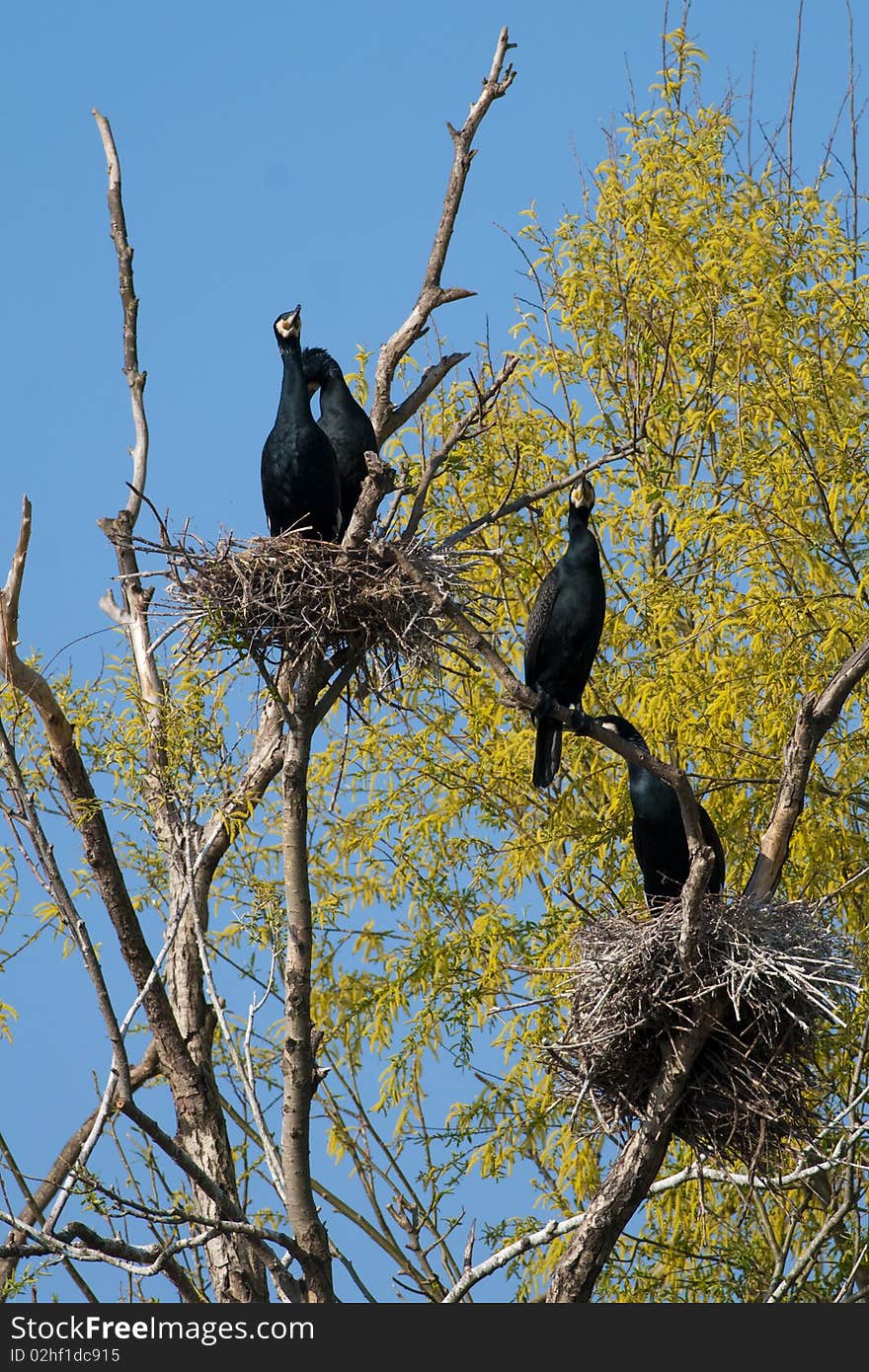 Great Cormorant colony