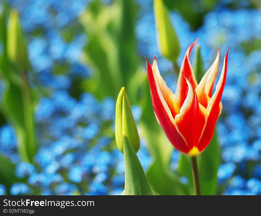 Red tulip with pointed petals on blue flowers background. Red tulip with pointed petals on blue flowers background