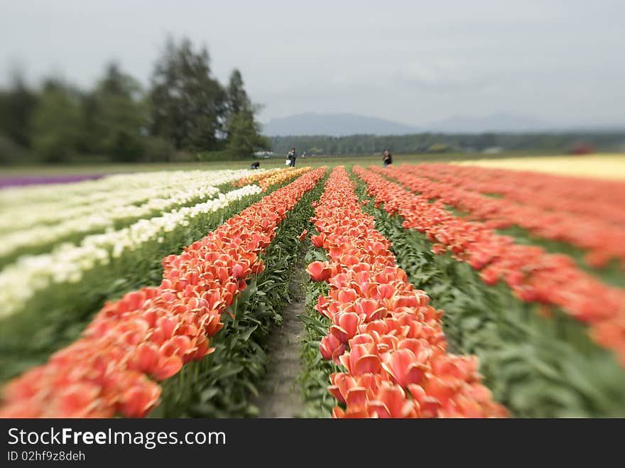 Tulip row