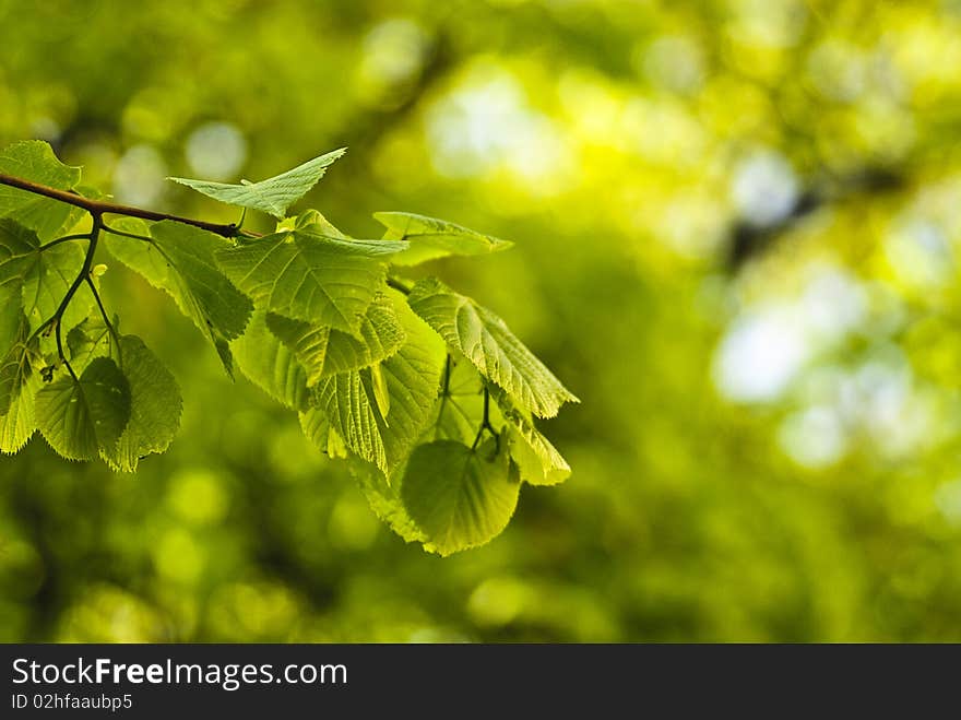 Green leafs background