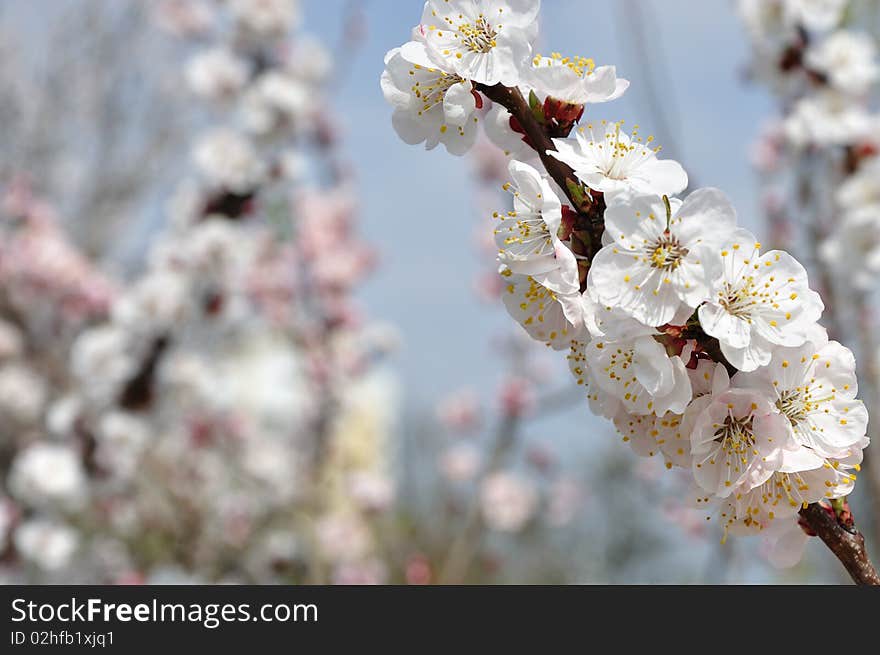 Apricot twig