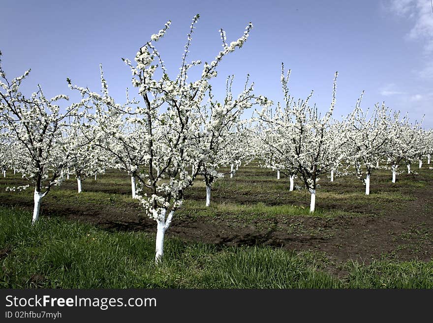 A garden of fruit trees