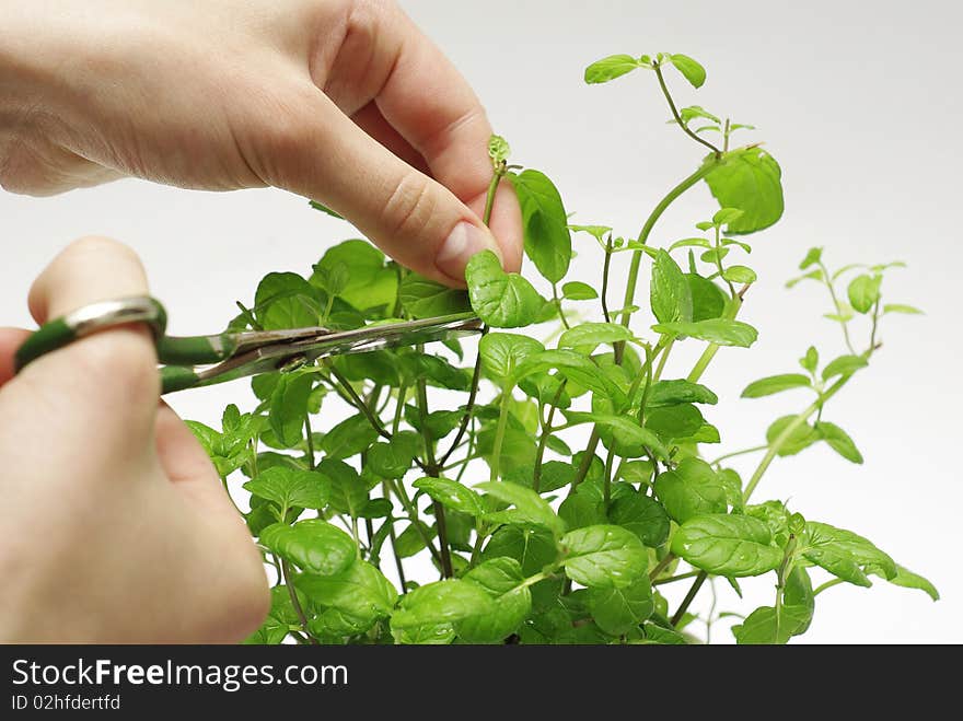 Cutting herbs