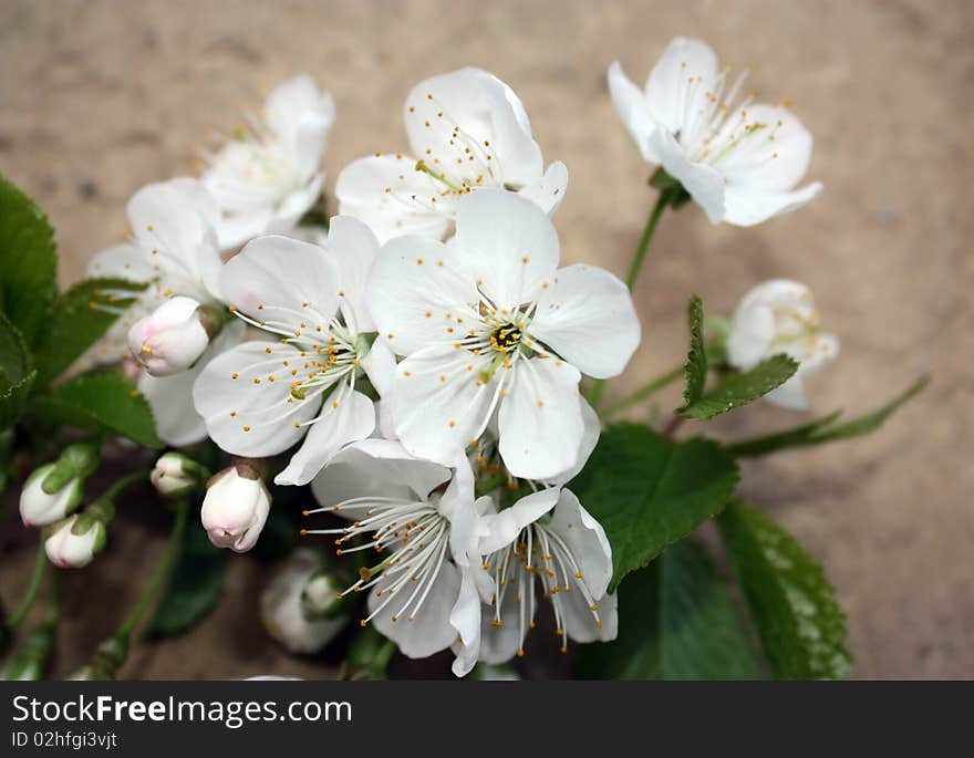 A photo of a flower arrangement. A photo of a flower arrangement