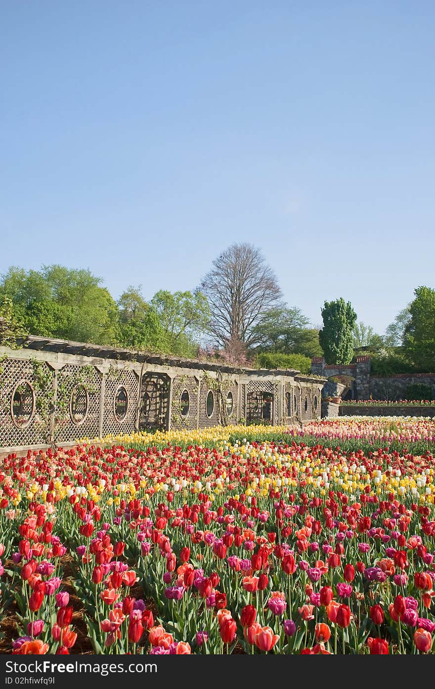 Tulip garden in spring bloom