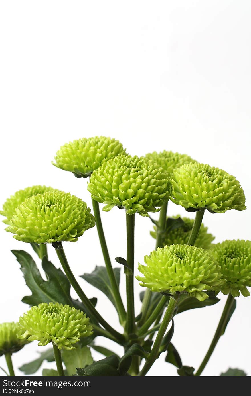 Green Beautiful Meadow Flowers on white background. Green Beautiful Meadow Flowers on white background