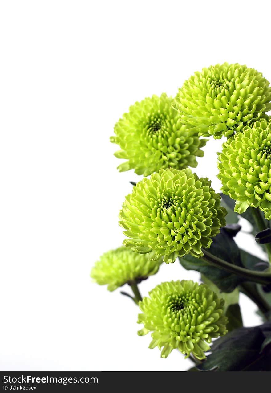 Interesting meadow green Flowers on white background. Interesting meadow green Flowers on white background