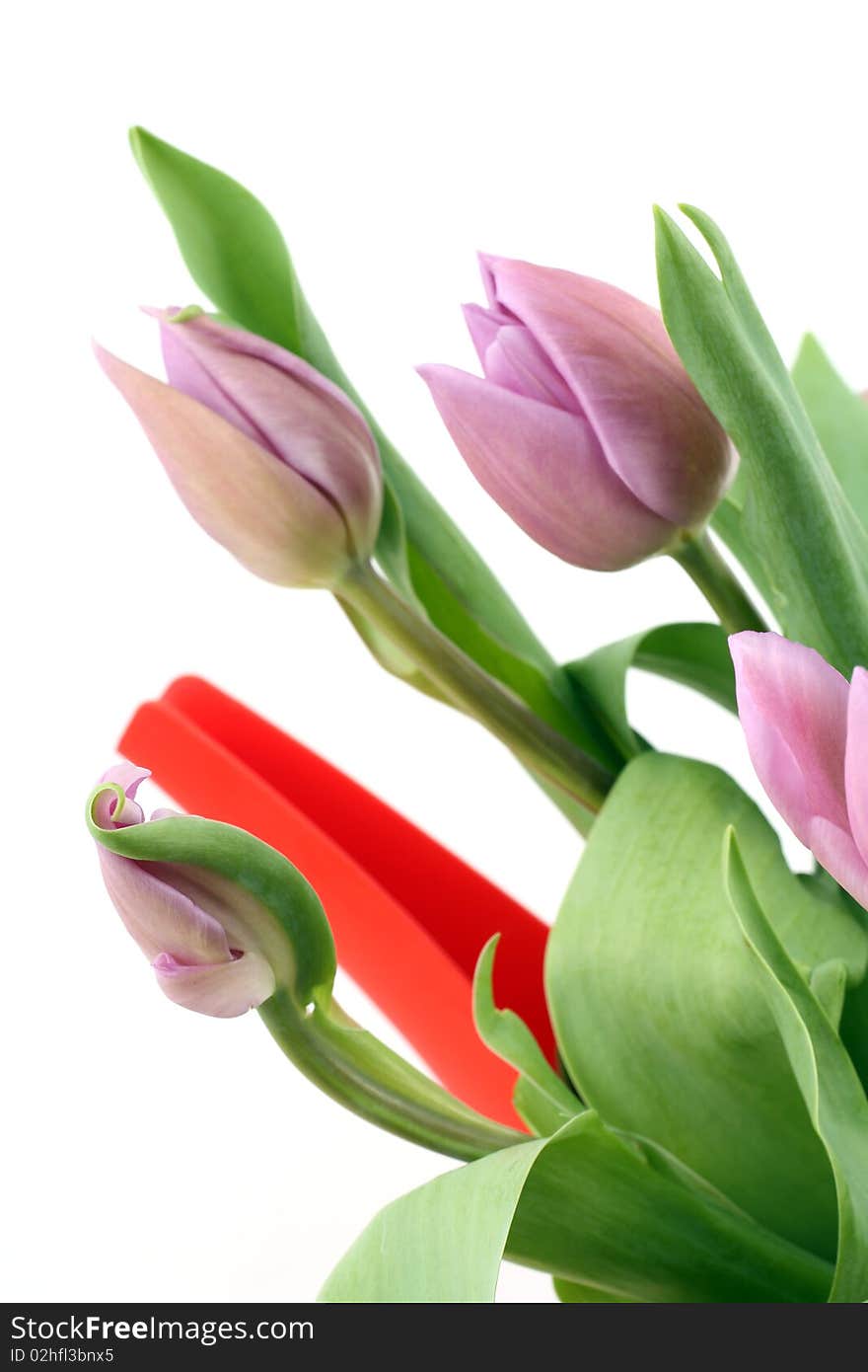 Pink Tulips in Red Watercan