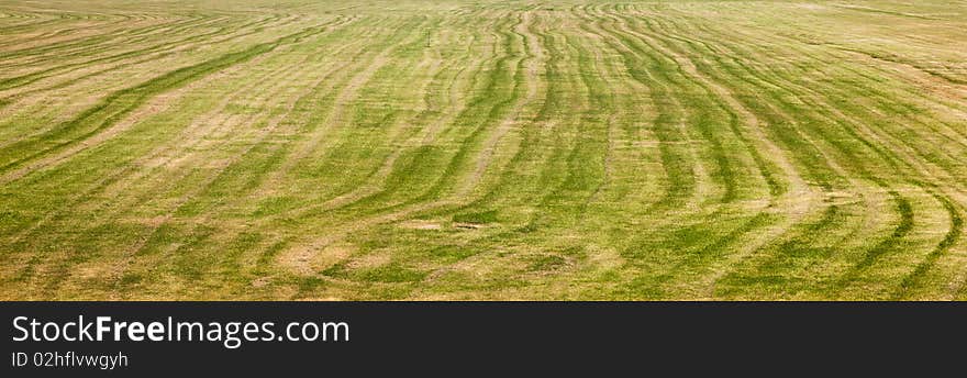 Panormaic of wavey green grass from mower rows