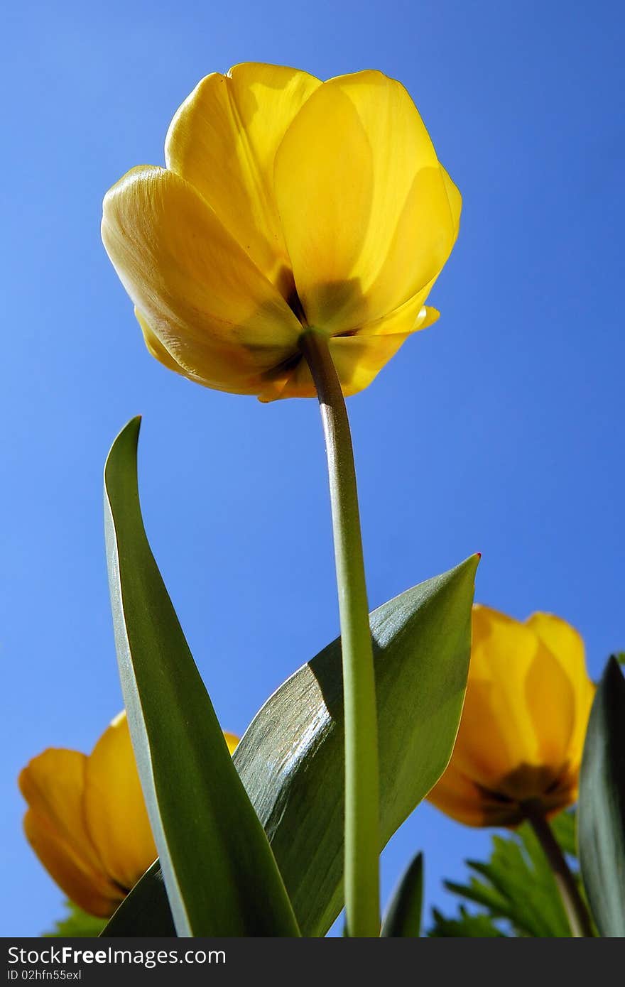 Yellow tulip against blue sky