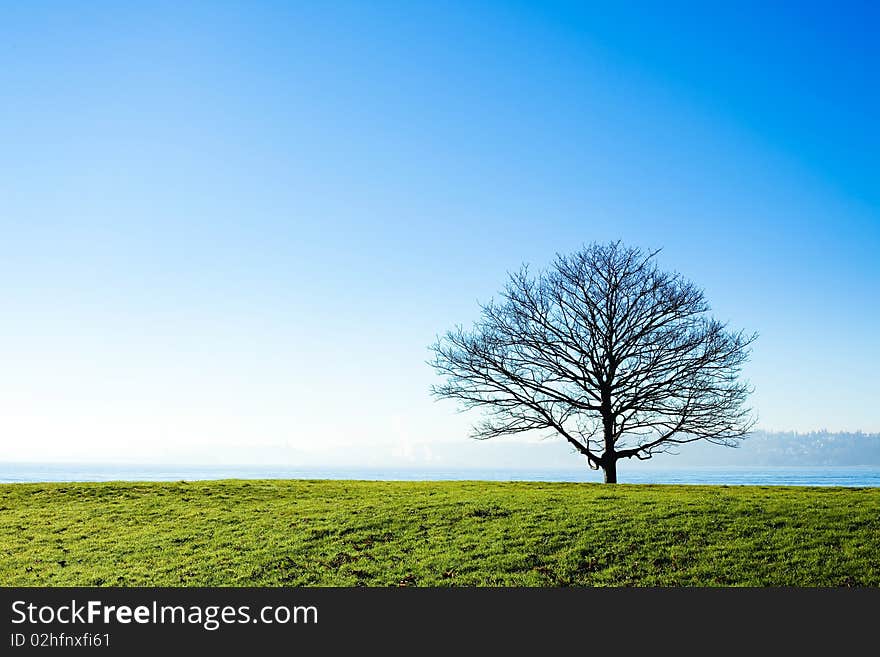 A single tree without leaves, standing in a grass field on a clear day. A single tree without leaves, standing in a grass field on a clear day