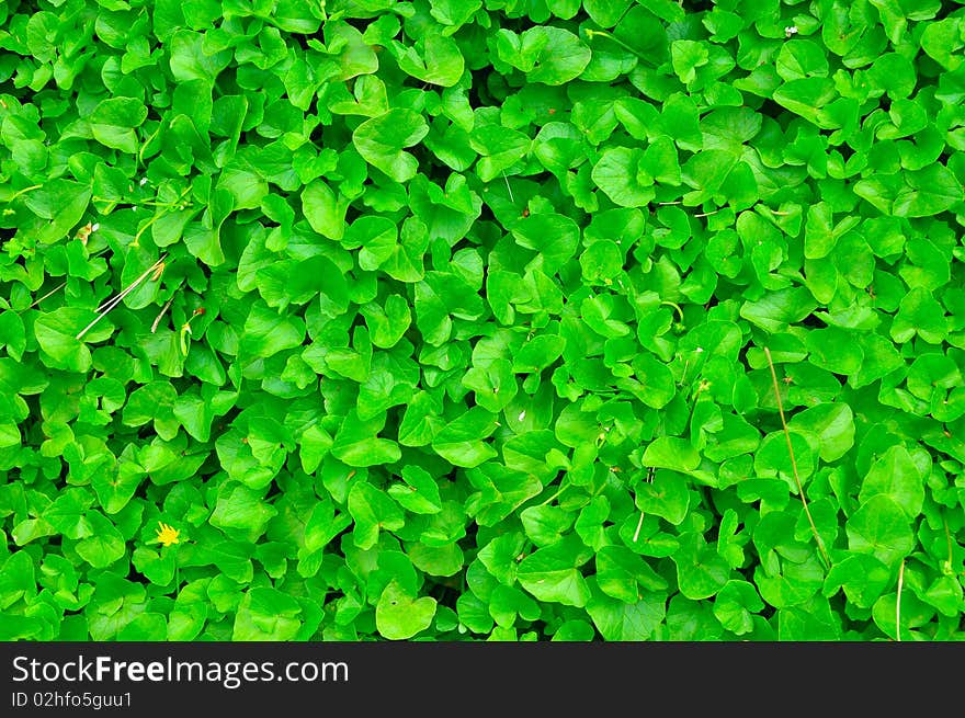 Green leafs