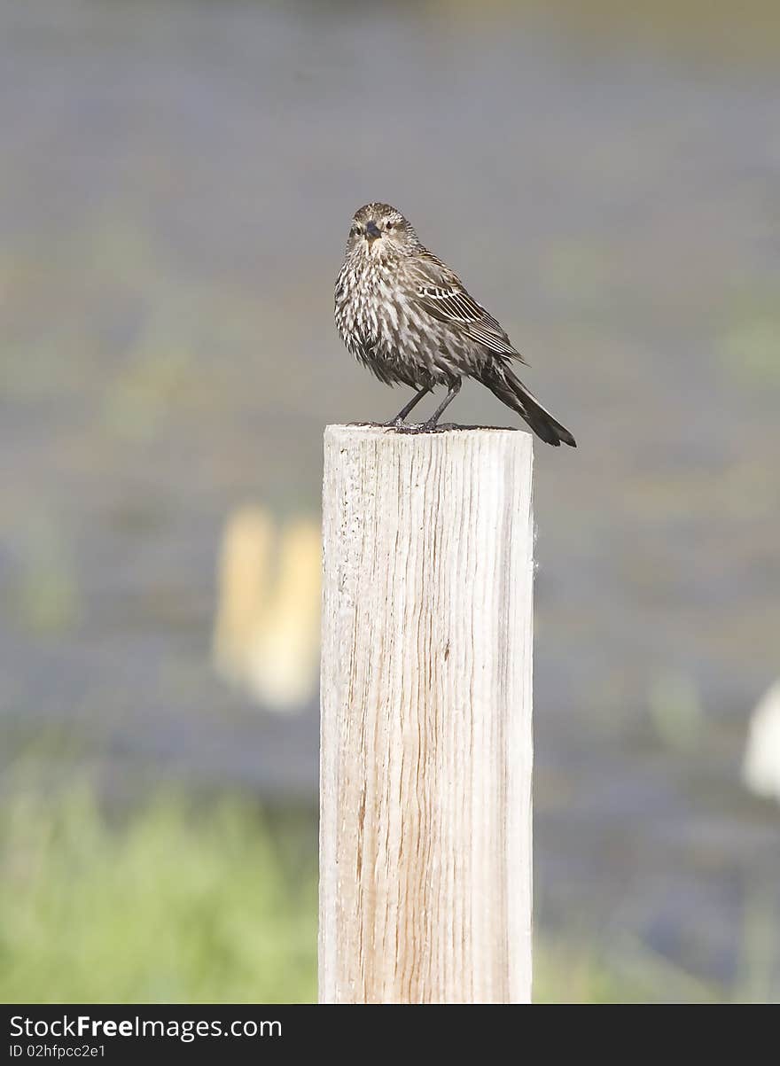 Sparrow On A Post.