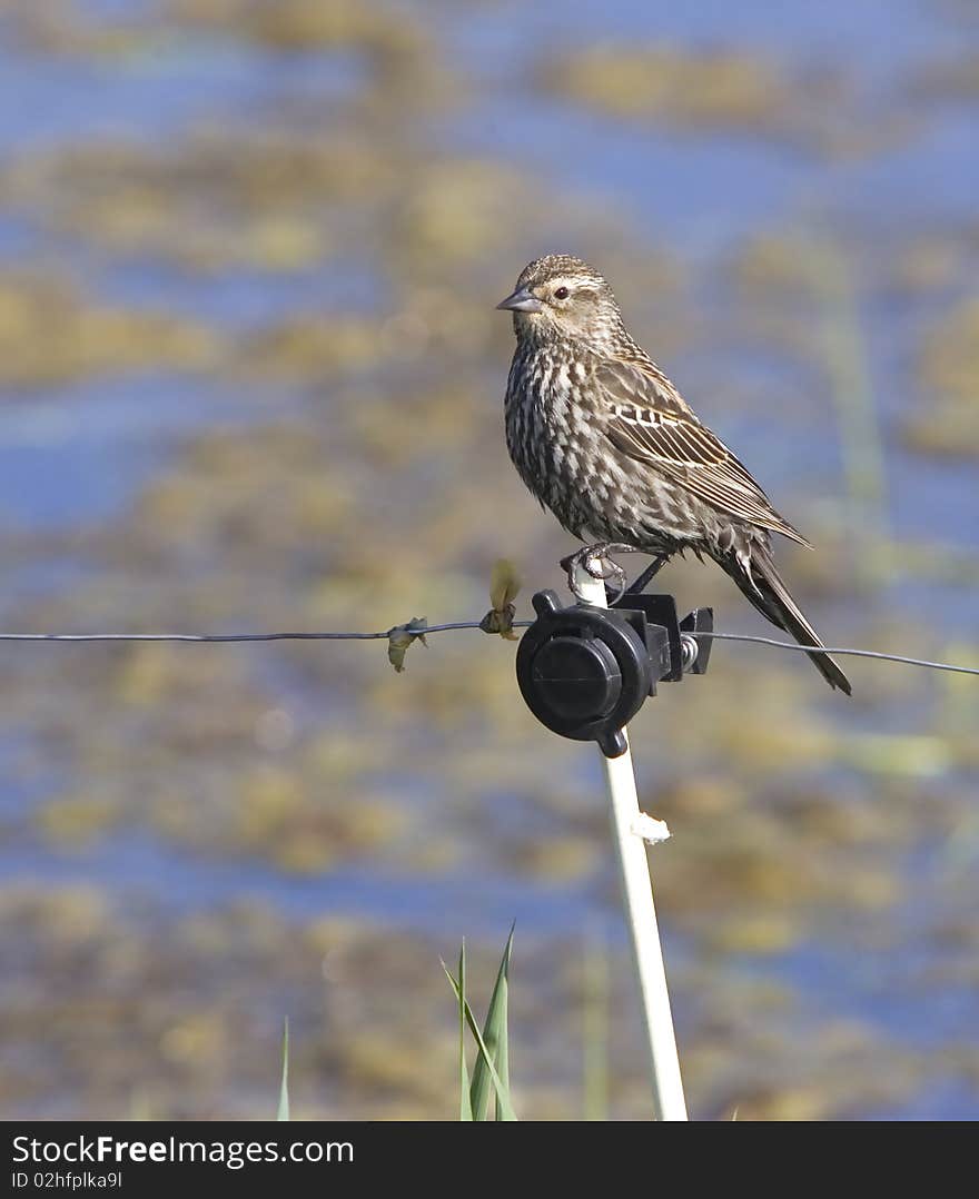 Small sparrow.