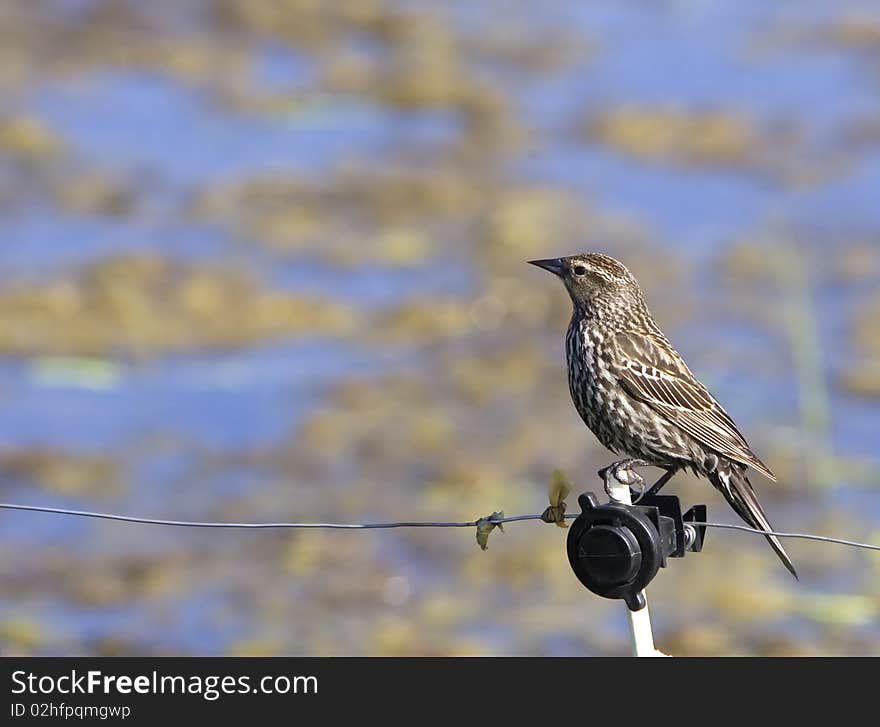 A Perched Sparrow.