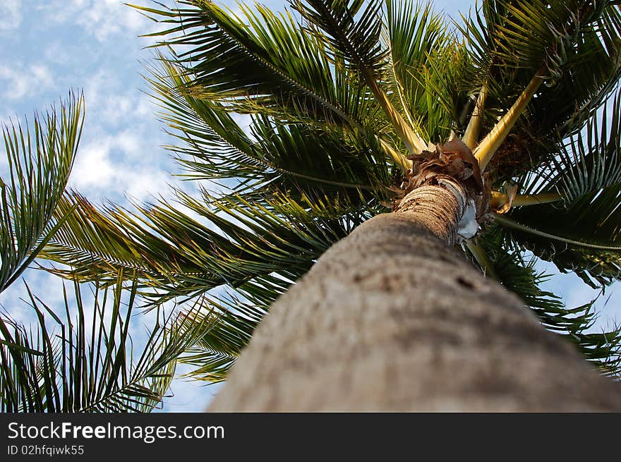 A palm tree blowing in the wind on a sunny day. A palm tree blowing in the wind on a sunny day