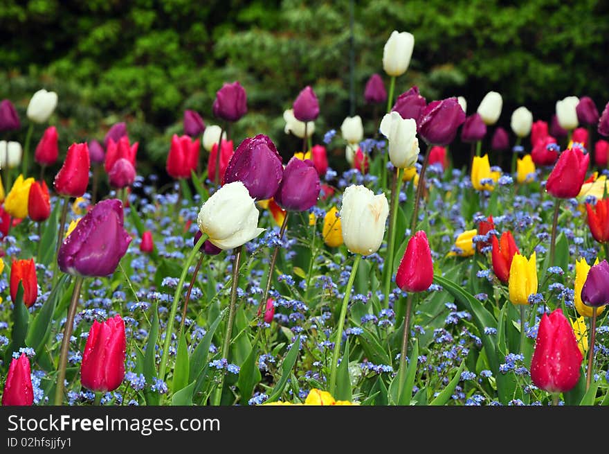 Colorful Tulips With Raindrops