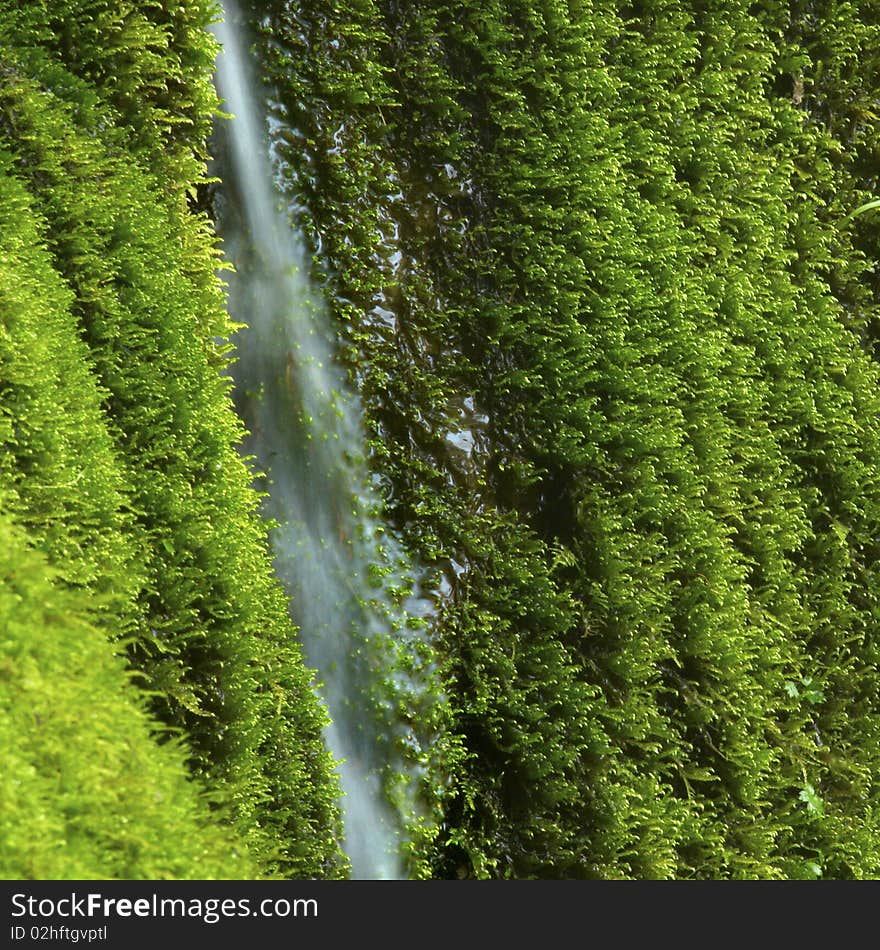 Watering moss