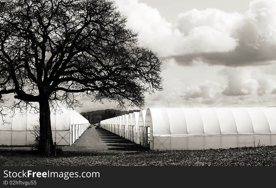 Green Houses