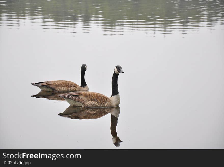 Two Canada Geese on a peaceful lake. Two Canada Geese on a peaceful lake.