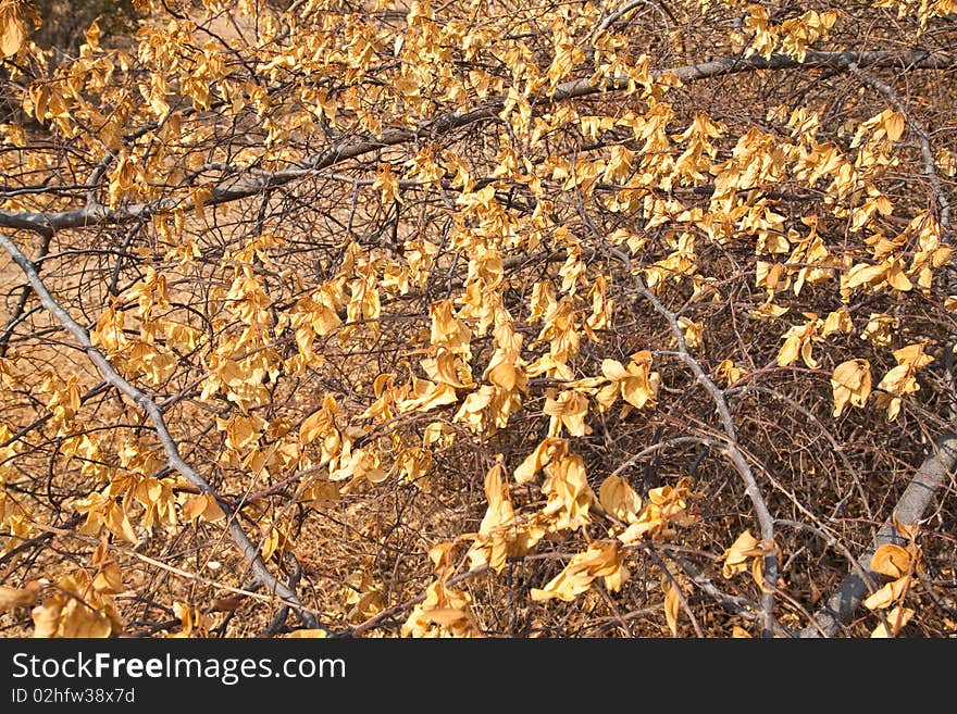 The Yellow tree dead leaf in Thailand. The Yellow tree dead leaf in Thailand