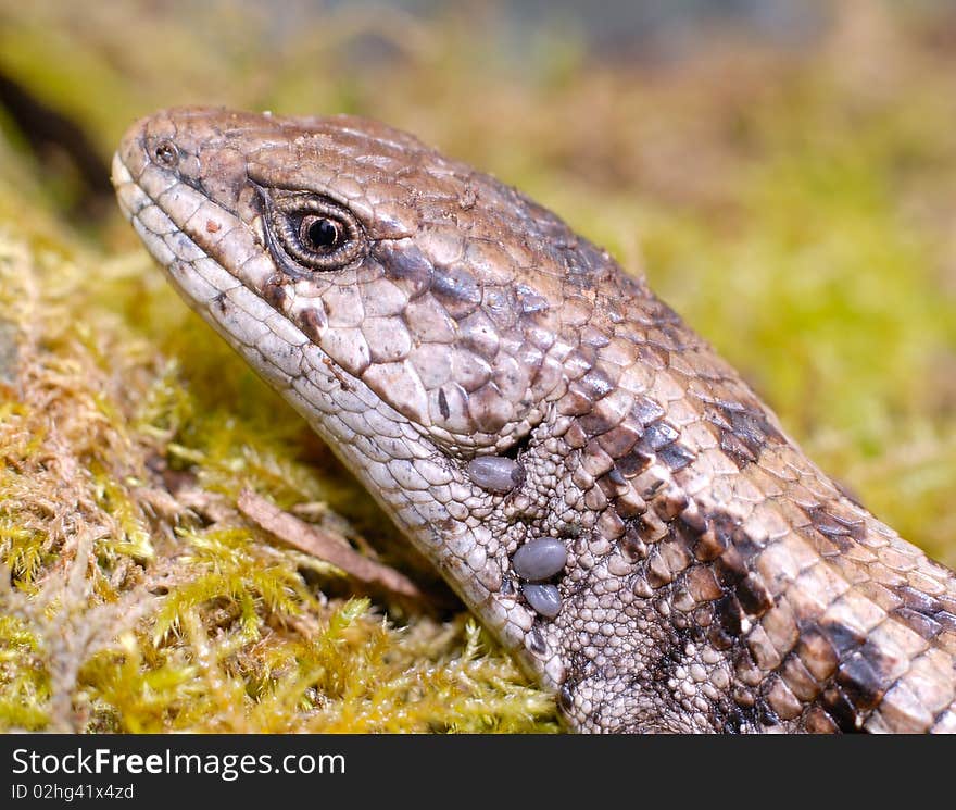 Alligator Lizard with ticks in its ear.