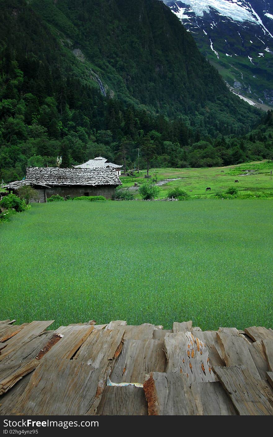 A small vallege named yubeng, located at foot of Meri snow-capped mountains, Yunnan province in west of China. A small vallege named yubeng, located at foot of Meri snow-capped mountains, Yunnan province in west of China