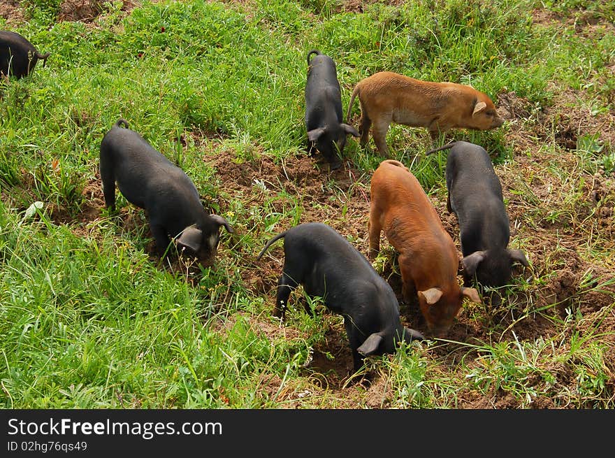 Pigs in northern China.Sows and piglets .