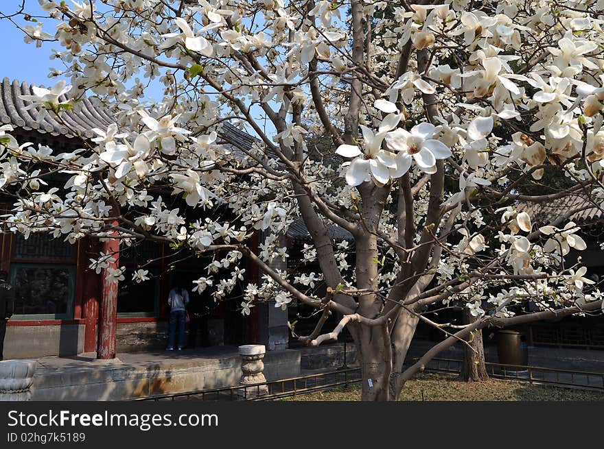 The Summer Palace is the most famous emperor garden in china.Magnolia in Summer Palace is famous. The Summer Palace is the most famous emperor garden in china.Magnolia in Summer Palace is famous.