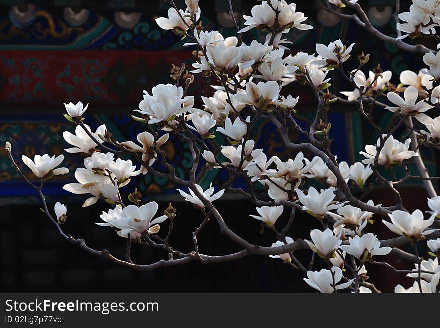 Summer Palace Magnolia Flower