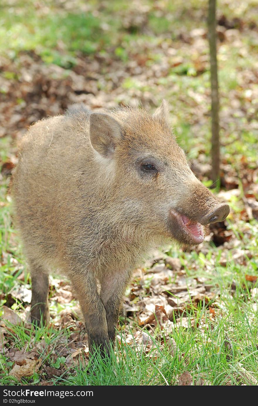 Small wild pig