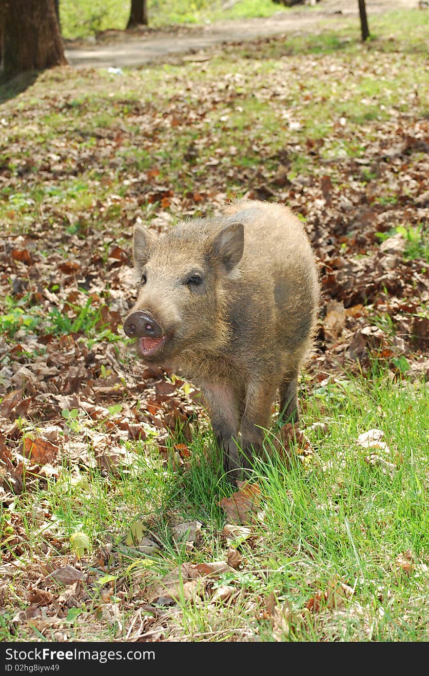 Small wild pig