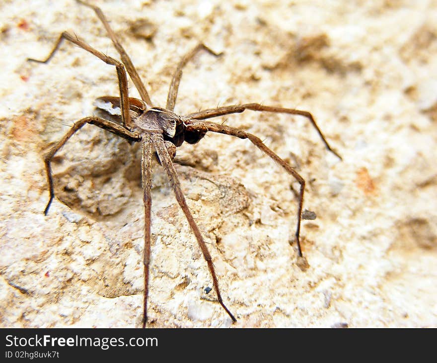 Spider on a brown stone