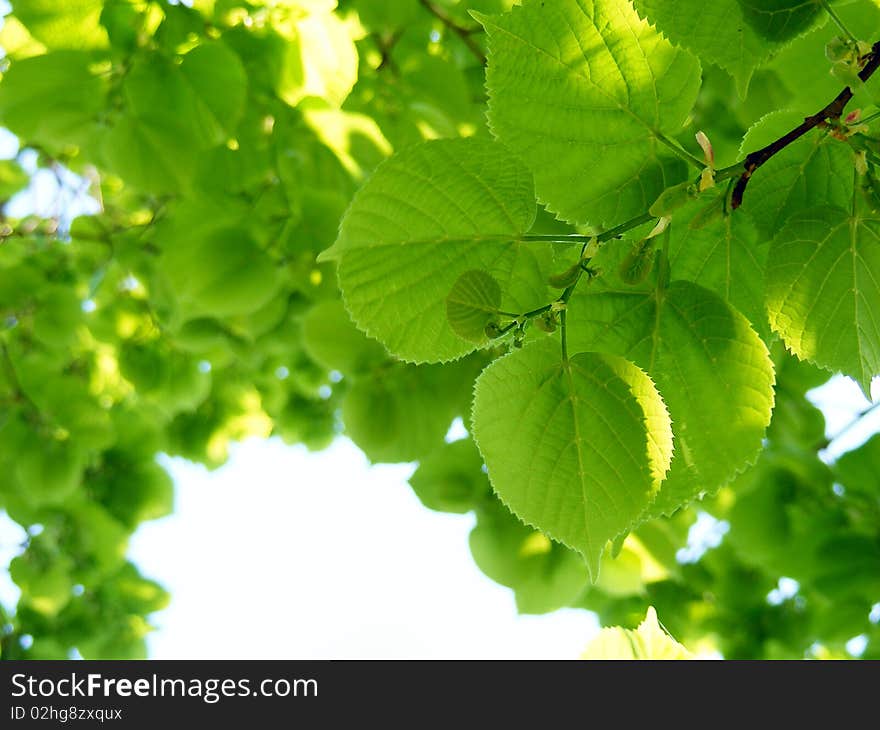 Green leaves linden in sping forest. Green leaves linden in sping forest